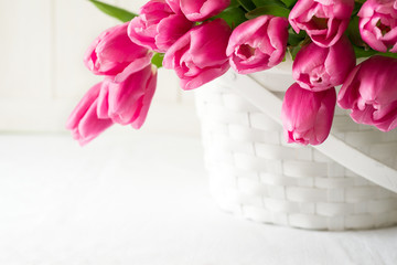 Violet tulips bouquet in basket in front of white wooden wall. Space for copy