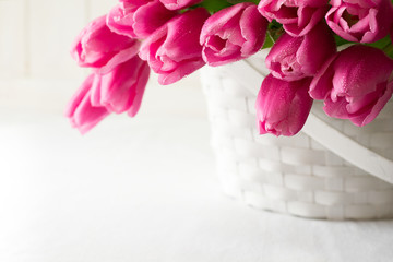Violet tulips bouquet in basket in front of white wooden wall. Space for copy