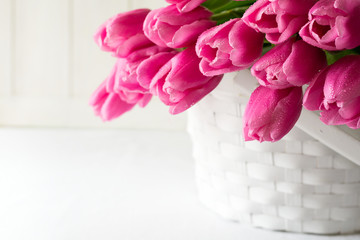 Violet tulips bouquet in basket in front of white wooden wall. Space for copy