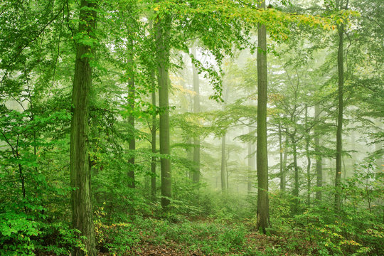 Naturnaher Buchenwald im Nebel, dichtes Unterholz