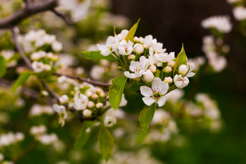 Fototapeta premium Blooming tree macro. Spring concept.