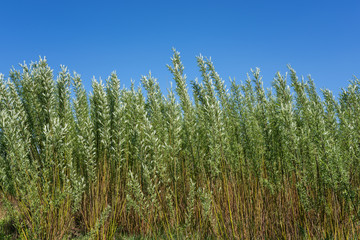 Energetic willow (salix viminalis) plantation, alternative energy natural eco background © larauhryn