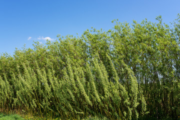 Fototapeta premium Energetic willow (salix viminalis) plantation, alternative energy natural eco background