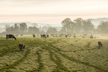 Red and black Holstein cows are grazing on a cold autumn morning on a meadow in Switzerland