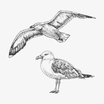 Hand drawn seagull. Marine bird. Vector illustration