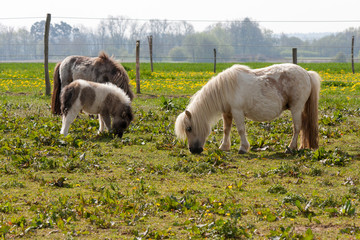 Obraz premium Ponyfohlen mit Mutter auf der Weide