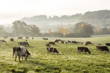 Deurstickers Koe Rode en zwarte Holstein-koeien grazen op een koude herfstochtend op een weide in Zwitserland
