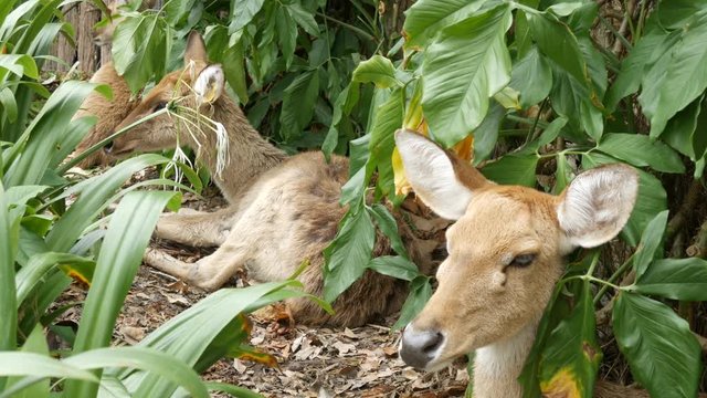 Beautiful deer sit in green bushes. Hand deer in zoo khao kheo, Pattaya, Thailand