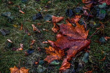  dry leaf on of grass in frost