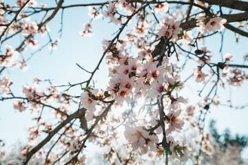 garden with blooming almonds and cherry trees