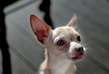 Retrato perro chiuaua