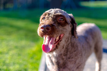 Perro Feliz