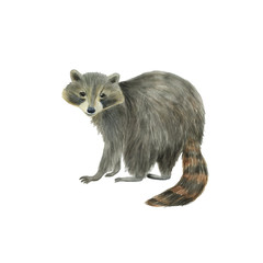 Obraz premium Watercolor painting cute racoon