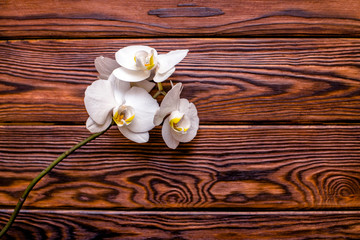 Branch of a white orchid on a brown wooden background 