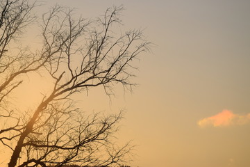 Obraz na płótnie Canvas Sunrise Tree