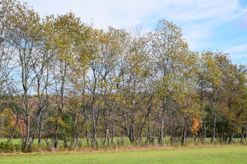 Fall Trees in Peru Maine