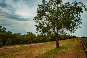 Amarula Tree
