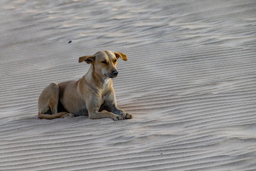 Stray golden Labrador mongrel dog resting on a sand dune at dawn sunrise