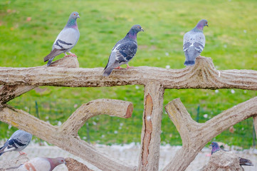 Obraz premium Three Grey Pidgeons