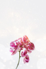 Pink orchid flowers in bloom, with glitter and copy space, on white background