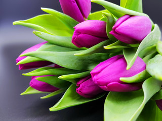 Lila Tulpen liegend auf schwarzem Hintergrund