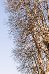 Fototapeta premium Top Trees Branches