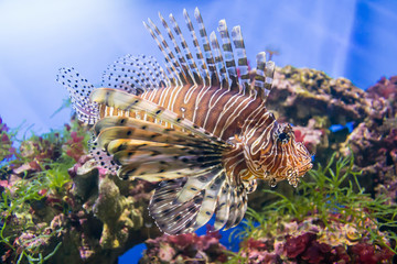 The marine animals and other inhabitants of the seas and oceans