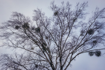 Mistletoes on a birch tree in Podlasie region of Poland