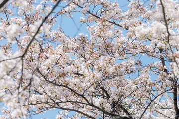 桜の花