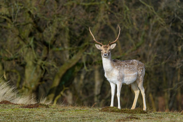 Naklejka na ściany i meble Fallow deer (Dama dama) in its natural habitat