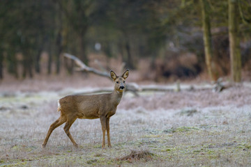 Roe deer (Capreolus capreolus) in its natural environment