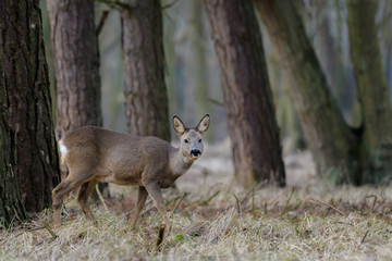 Roe deer (Capreolus capreolus) in its natural environment