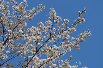 桜の花
