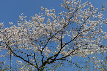 桜の木
