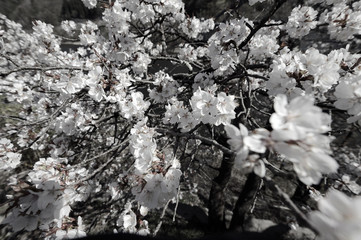 桜の花