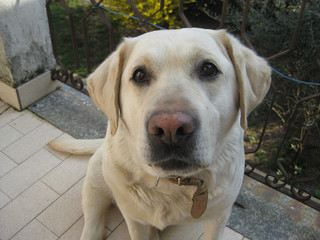 honey labrador dog, look at the camera