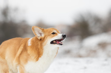 dog in the winter park