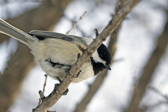 m&eacute;sange &agrave; t&ecirc;te noire