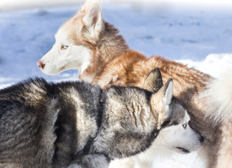 Husky pack outside in the snow
