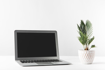 laptop with black screen and beautiful green home plant in pot on white