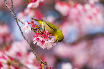 The Japanese White-eye.The background is cherry blossoms(Japanese name is Kanzakura). Located in Tokyo Prefecture Japan.