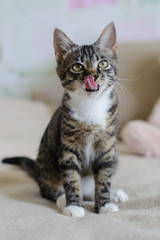 Cute funny cat playing at home
