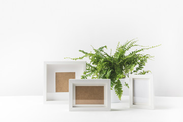 beautiful potted fern and empty photo frames on white