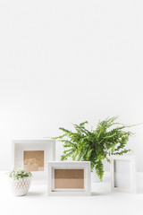 beautiful green potted plants and empty photo frames on white