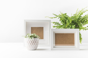 beautiful green houseplants in pots and empty photo frames on white
