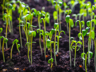The shoots of young plants in the spring. The cultivation of crops.