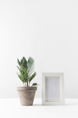beautiful green potted plant and empty photo frame on white