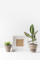 empty photo frame and green houseplants in pots on white