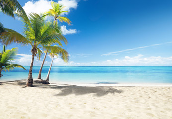 Plakat Caribbean sea and coconut palms