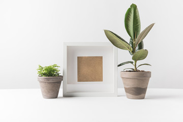 beautiful green potted plants and empty photo frame on white